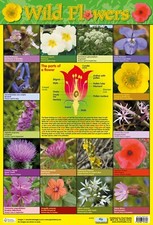 Brand New Educational A2